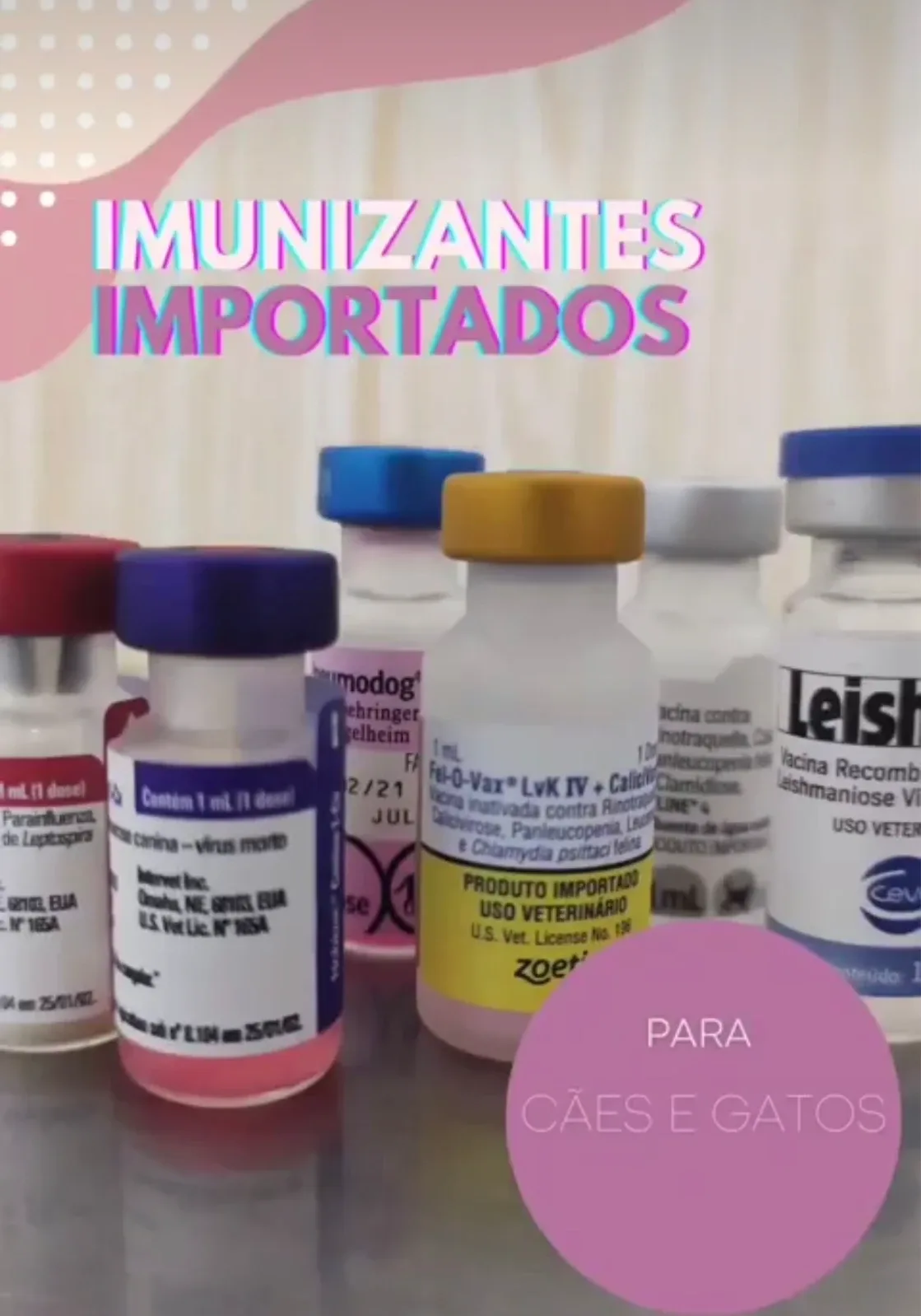 Veterinária em Domicílio — foto 4 de 4